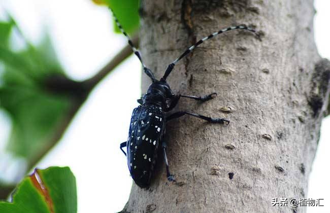 教你识别十大虫害,专治各种害虫图谱大全