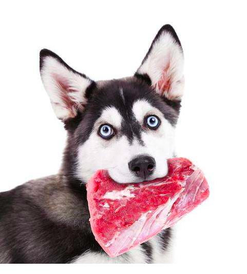 狗到底能不能吃奥利奥,狗到底能不能吃剩饭