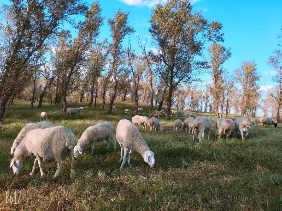 十八线主播,东营十八线小主播