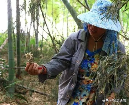 山里寻宝冬虫夏草,在深山中寻找冬虫夏草