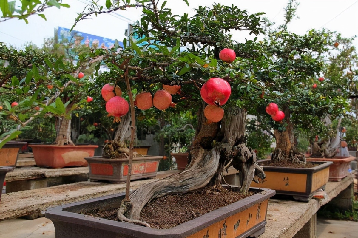 家里种什么招财又旺宅,院中栽什么树聚财镇宅