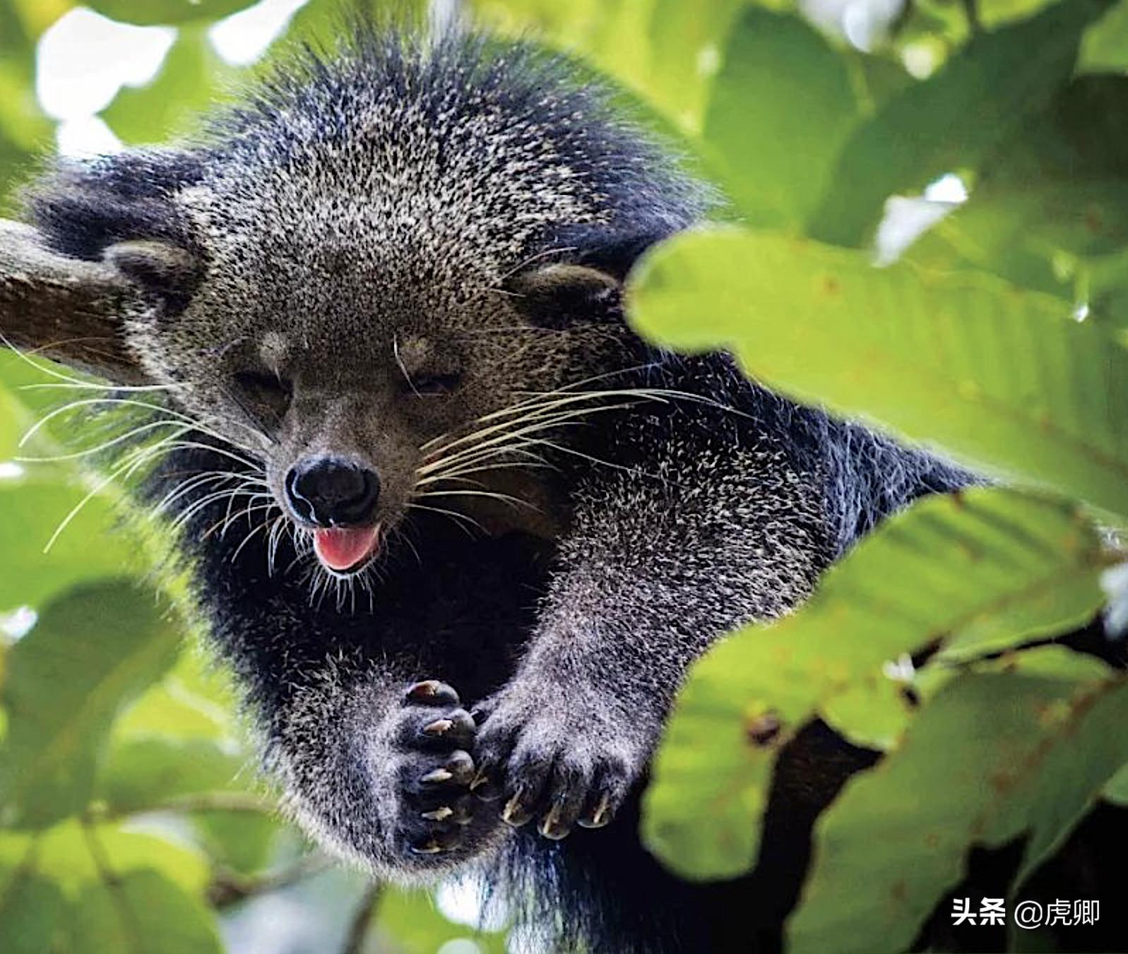 熊灵猫为何濒危?便便制成的咖啡售价500元一杯,受欧美绅士追捧