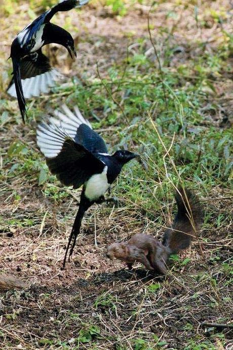 喜鹊吃麻雀幼鸟,喜鹊成灾攻击老鹰圈养麻雀