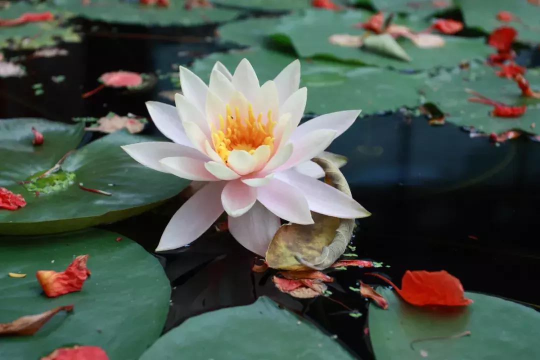 佛界的四大名花,佛前供花十种功德