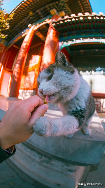 故宫的御前带爪护卫小崽儿,回喵星了……