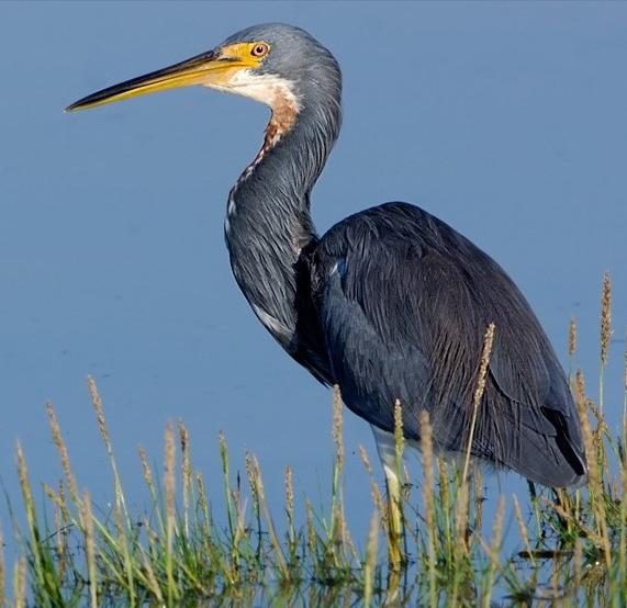 东江揽胜,惠州淡水常见鸟类图谱