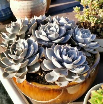 多肉蓝石莲叶片蔫蔫的是怎么回事,给蓝石莲多肉施肥施多了会怎么样