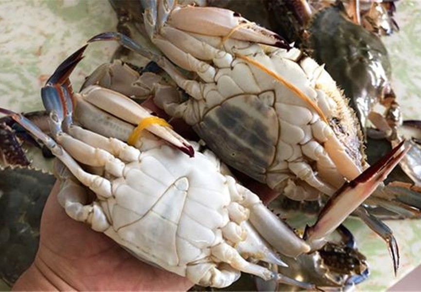 买到这样的梭子蟹千万别吃不新鲜,渔民挑梭子蟹的技巧分享给大家