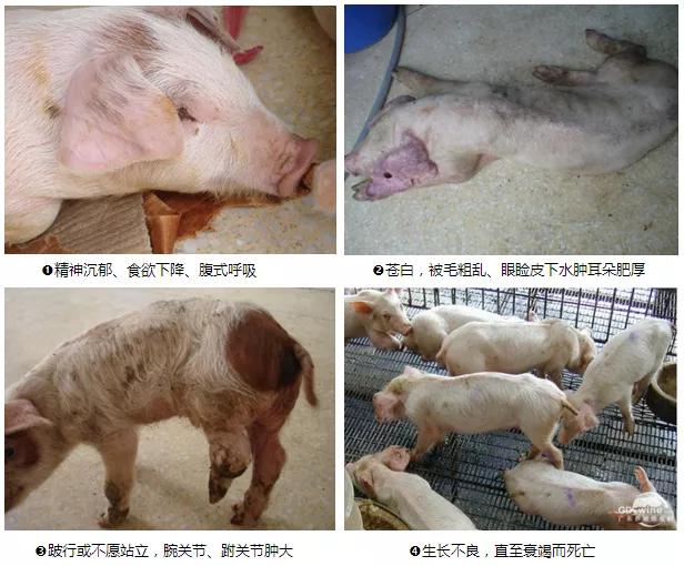 小猪得了副猪病如何治疗,小猪圆环副猪病症状及治疗