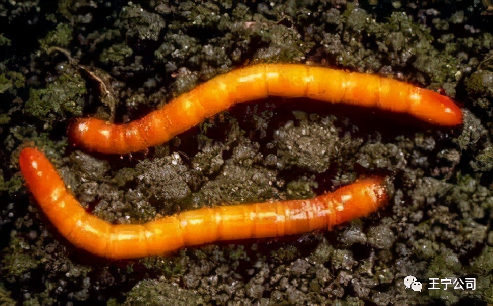 玉米上的虫害打什么药,玉米虫害防治口诀谚语