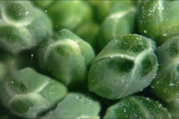 暑假孩子玩手机不如打篮球吧,儿童显微镜放大蚂蚁120倍