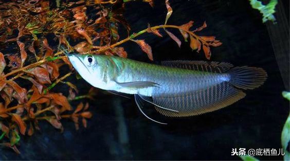 食用鱼当观赏鱼,国外观赏鱼食用鱼