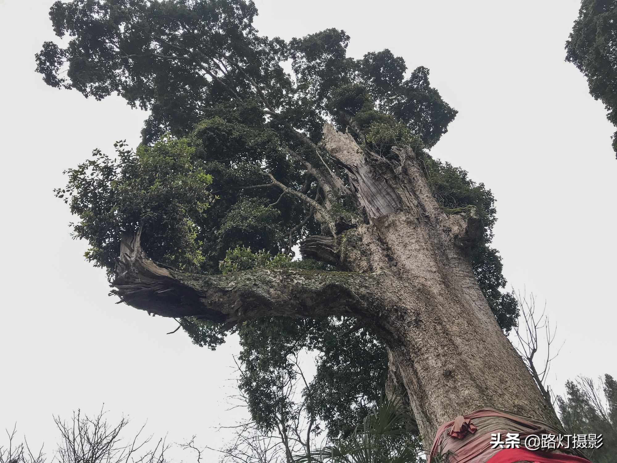 贵州金丝楠木树王还活着吗,贵州发现一棵千年楠木王