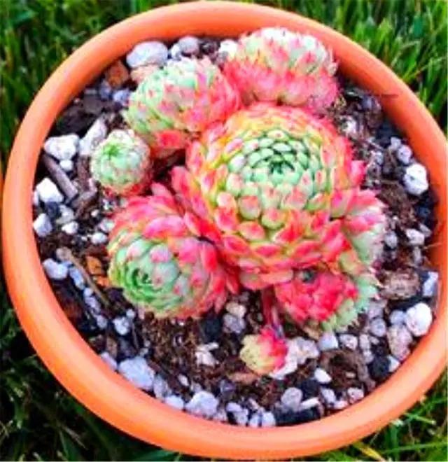 多肉中的“萌宠小萝莉”，养护注意这3点，娇俏可爱，颜色粉嫩