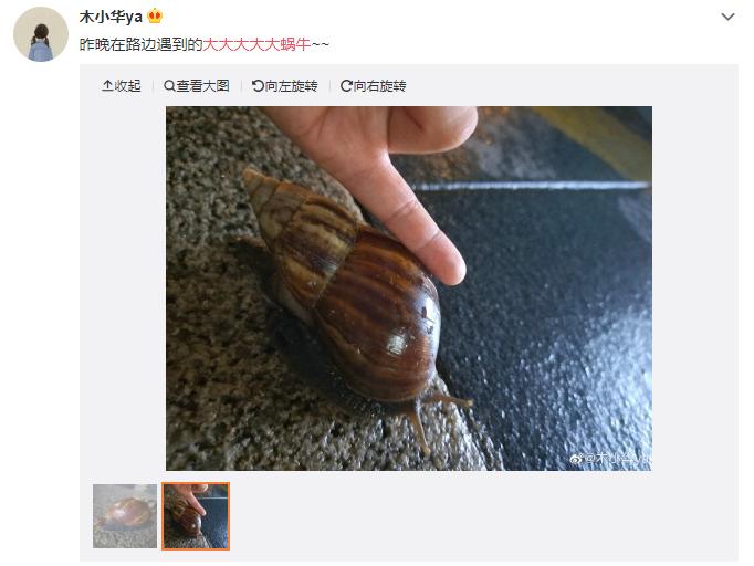 网红蜗牛的危害,非洲大蜗牛千万别让孩子碰