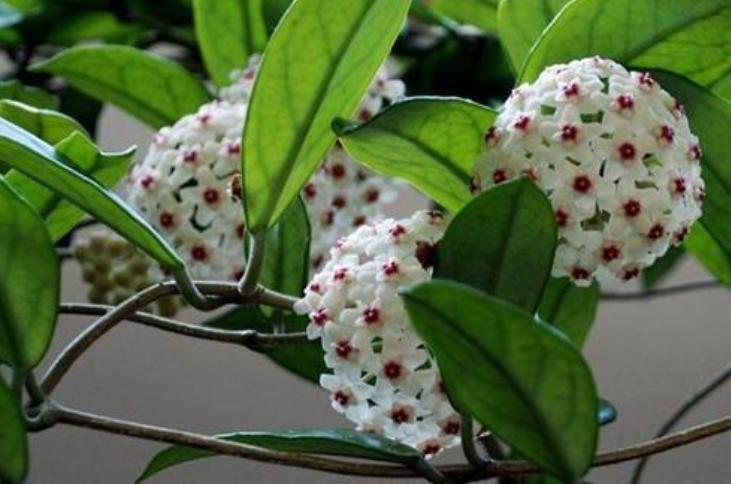 养球兰的三大忌,网购球兰不生长怎么回事