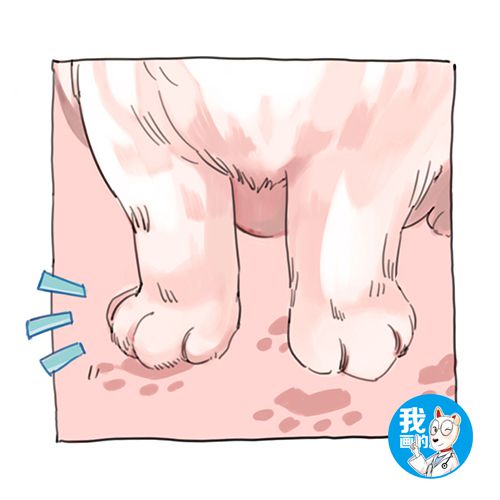 辟谣猫咪,猫咪的肉垫可以证明它是什么