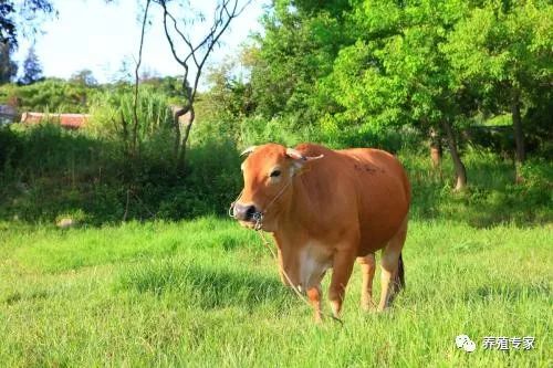 母牛不孕,母牛人工授精怎么选择只生小母牛