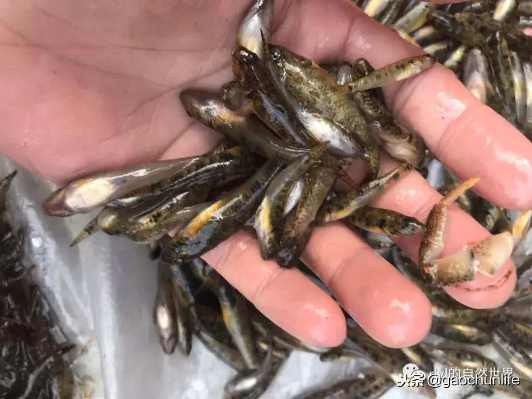 草龟难养,养草龟笔记