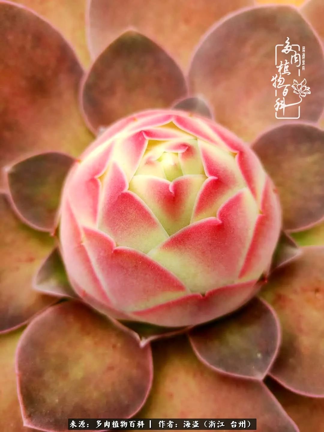 独爱玫瑰与法师！解密金老板和他的屋顶御花园