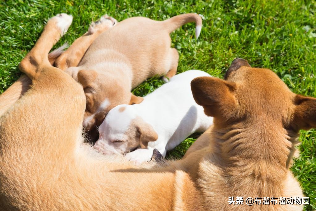 这就是母爱的样子,母狗舍命保护小狗