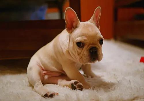 养宠经验狗狗掉毛超级严重怎么办,养宠小知识狗狗拉虫子还吐怎么办