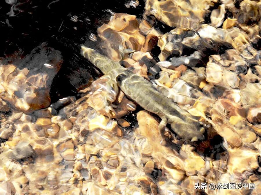 禁止野生动物保护环境人人有责,保护生态环境禁止野生动物上餐桌