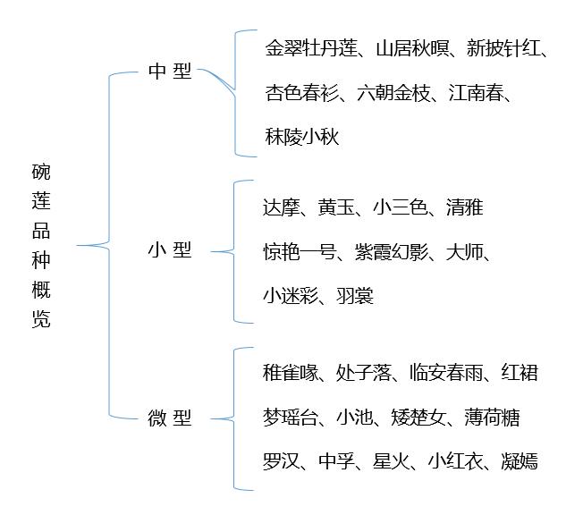 微型丰花碗莲有什么品种,微型碗莲适合种什么花