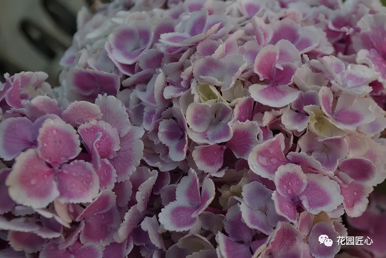 最漂亮的十种绣球,最省心的绣球