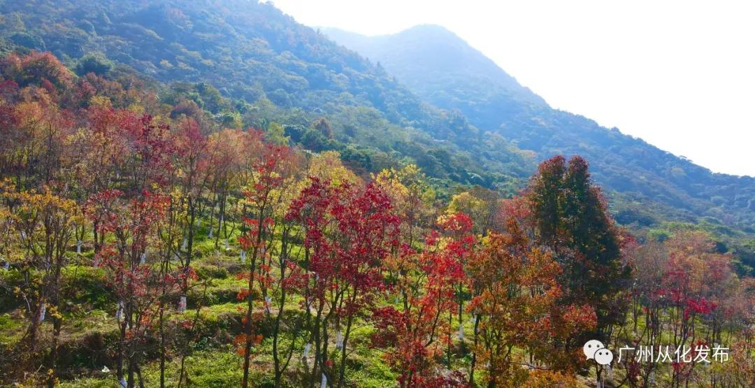 从化一日游攻略自由行最佳路线,从化元旦