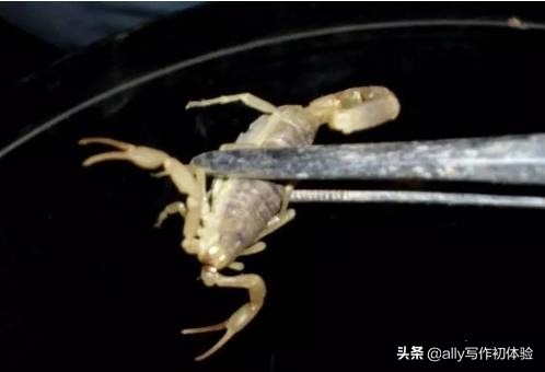 儿时夜晚捉迷藏,童年夜晚捉泥鳅