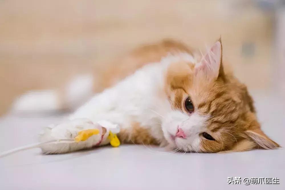 冻干粉免费用一年,免费获得冻干粉