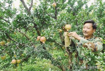 石榴防开裂套袋,石榴疏果技术