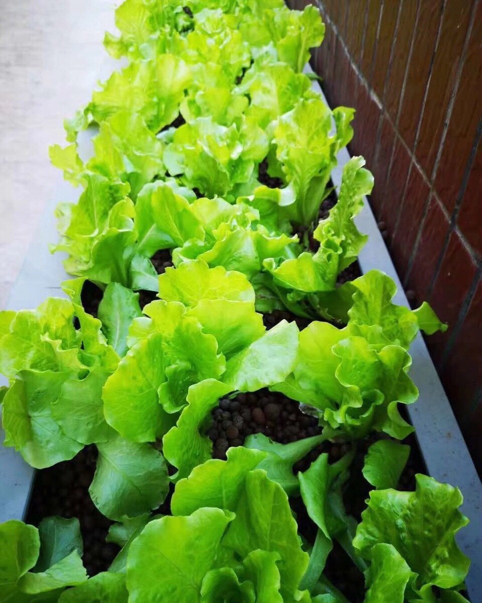 阳台种菜怎么种才能高产视频,阳台种菜方法如何把菜种好