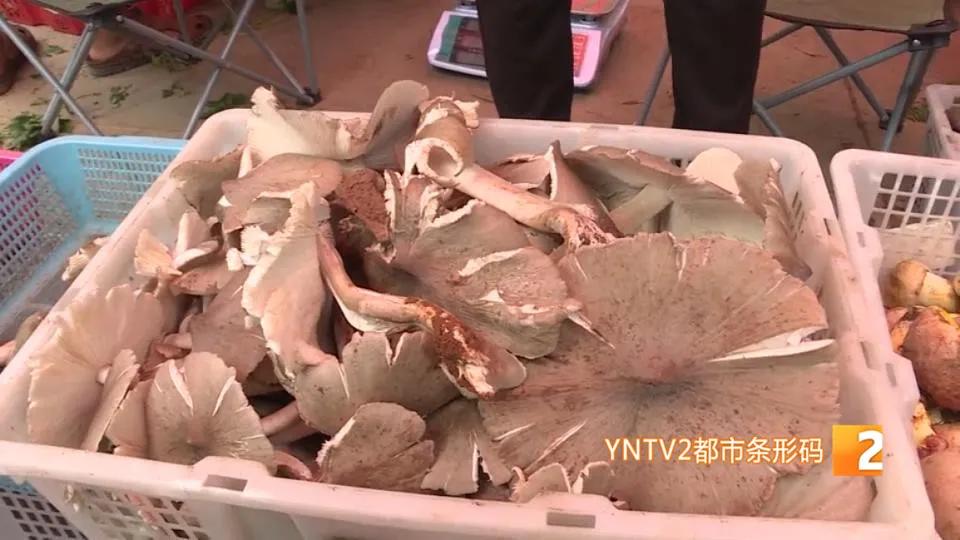 一朵野生菌的视频,野生菌的独特之处