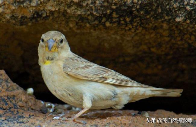 石雀是什么,石雀鸟图片大全