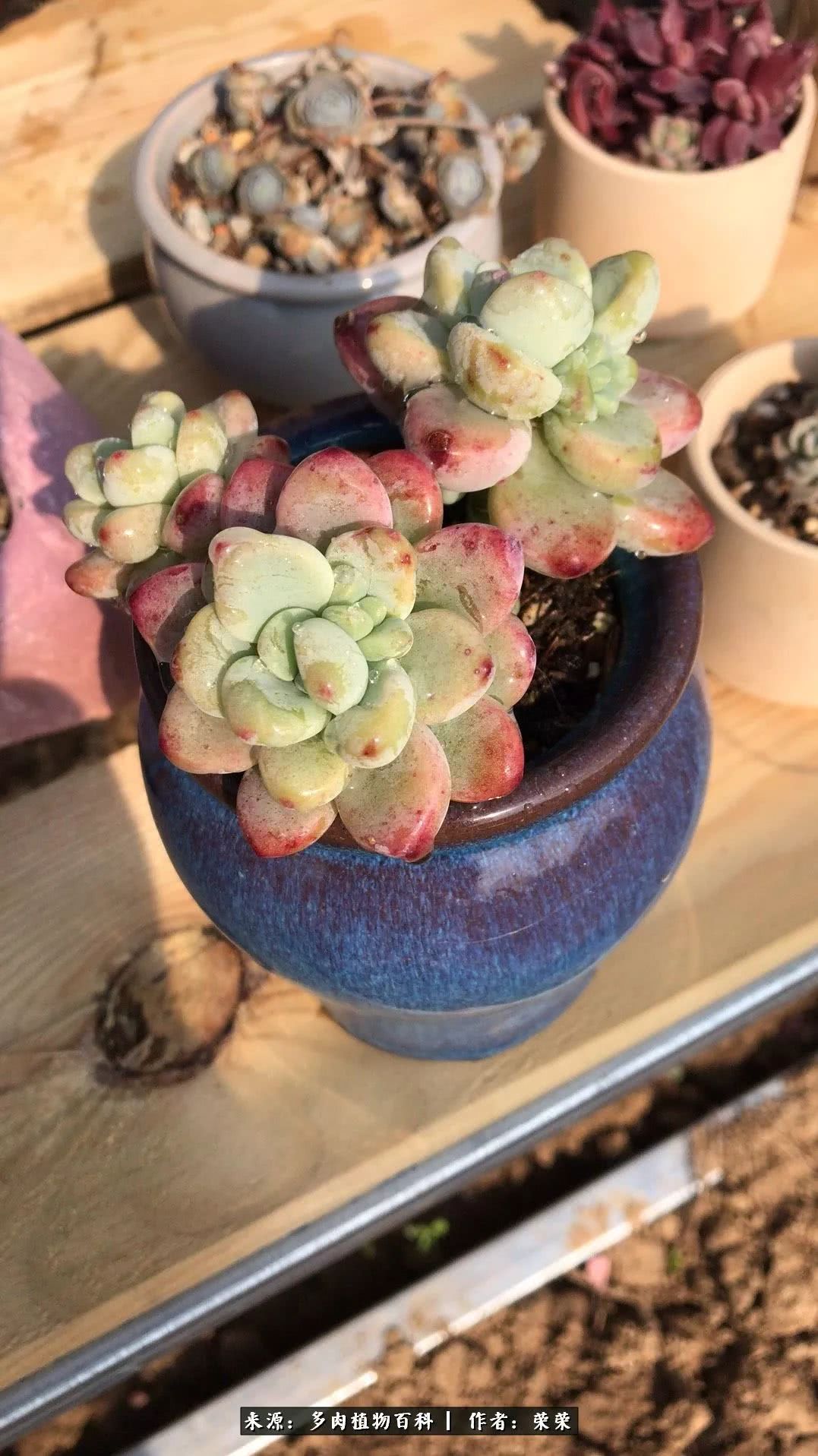 我在包邮区养肉，附多肉越冬度夏养护建议！