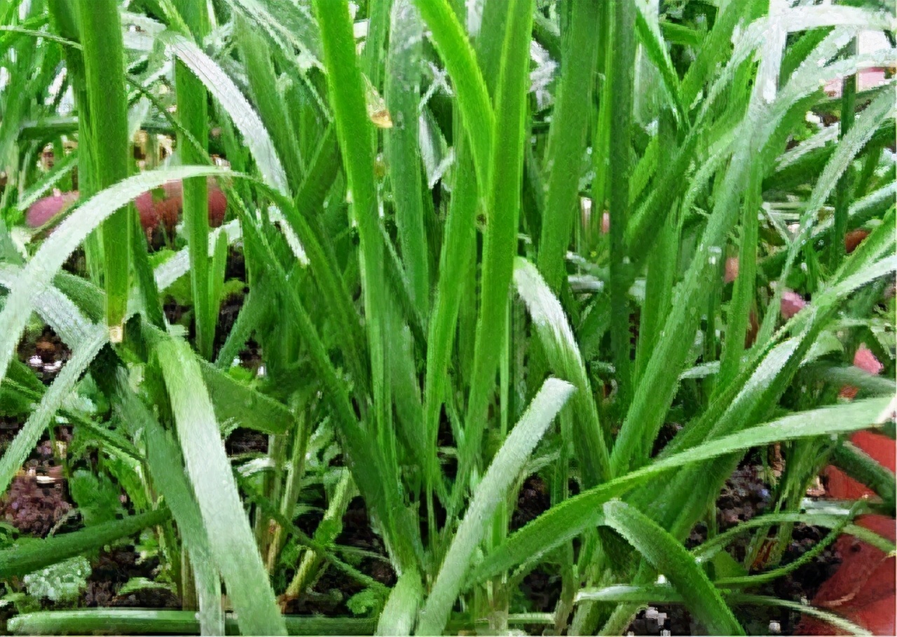 和韭菜一样的草可以吃吗,韭菜能不能治病