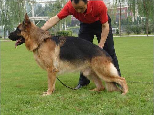 如何挑选德国牧羊犬,怎么挑选小的德国牧羊犬