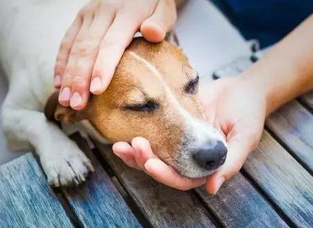 老年犬的日常保健视频,老年犬的饲养管理文章