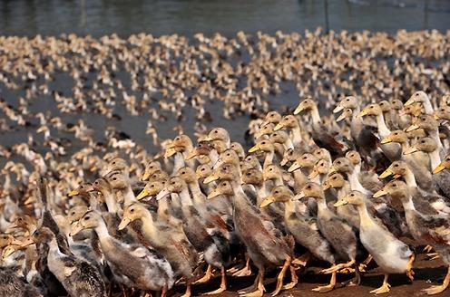 养鸭人必读，鸭传染性浆膜炎的症状及防治