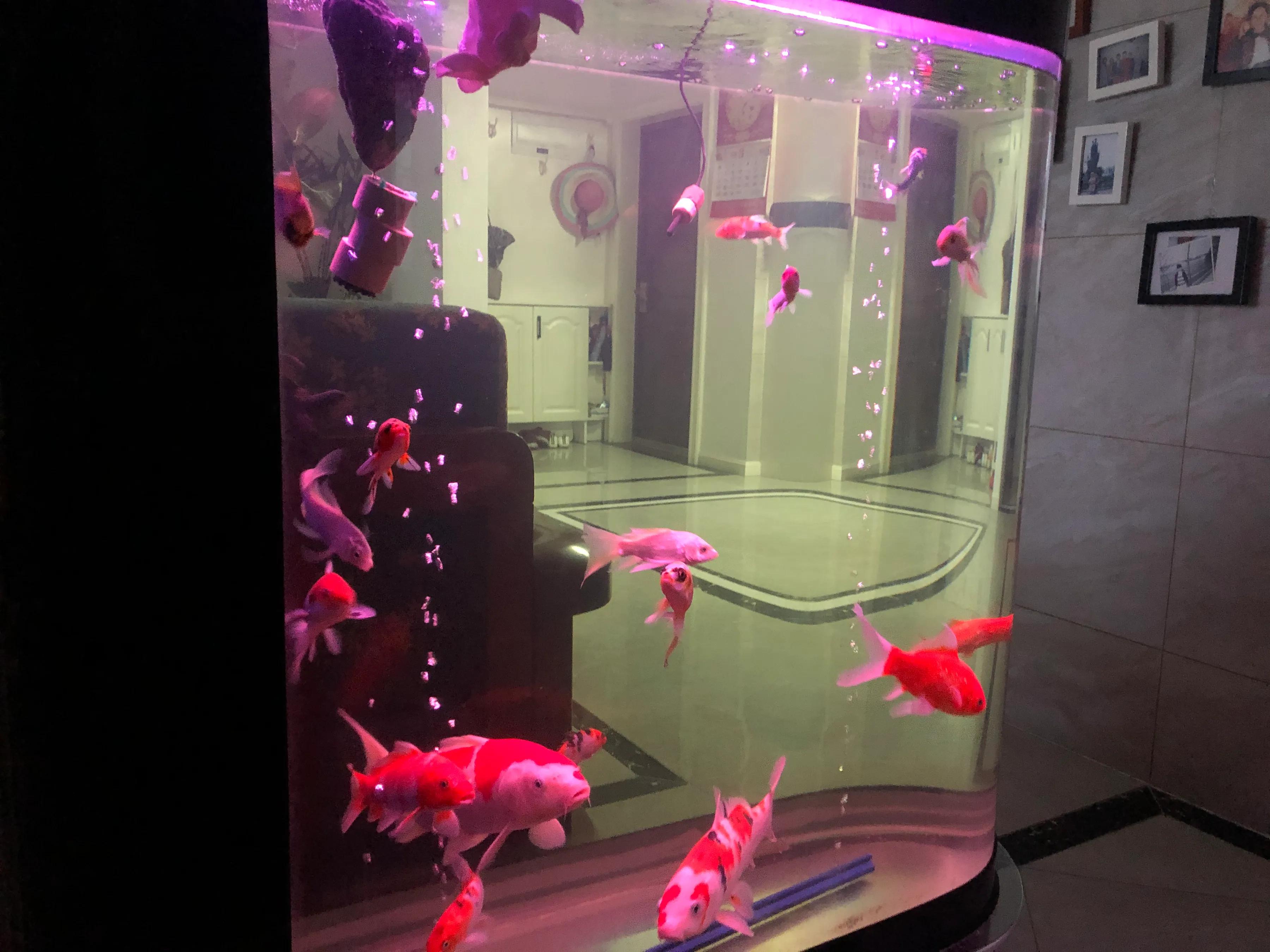 鱼儿烂鳃需要治疗多久,鱼儿烂鳍怎么治