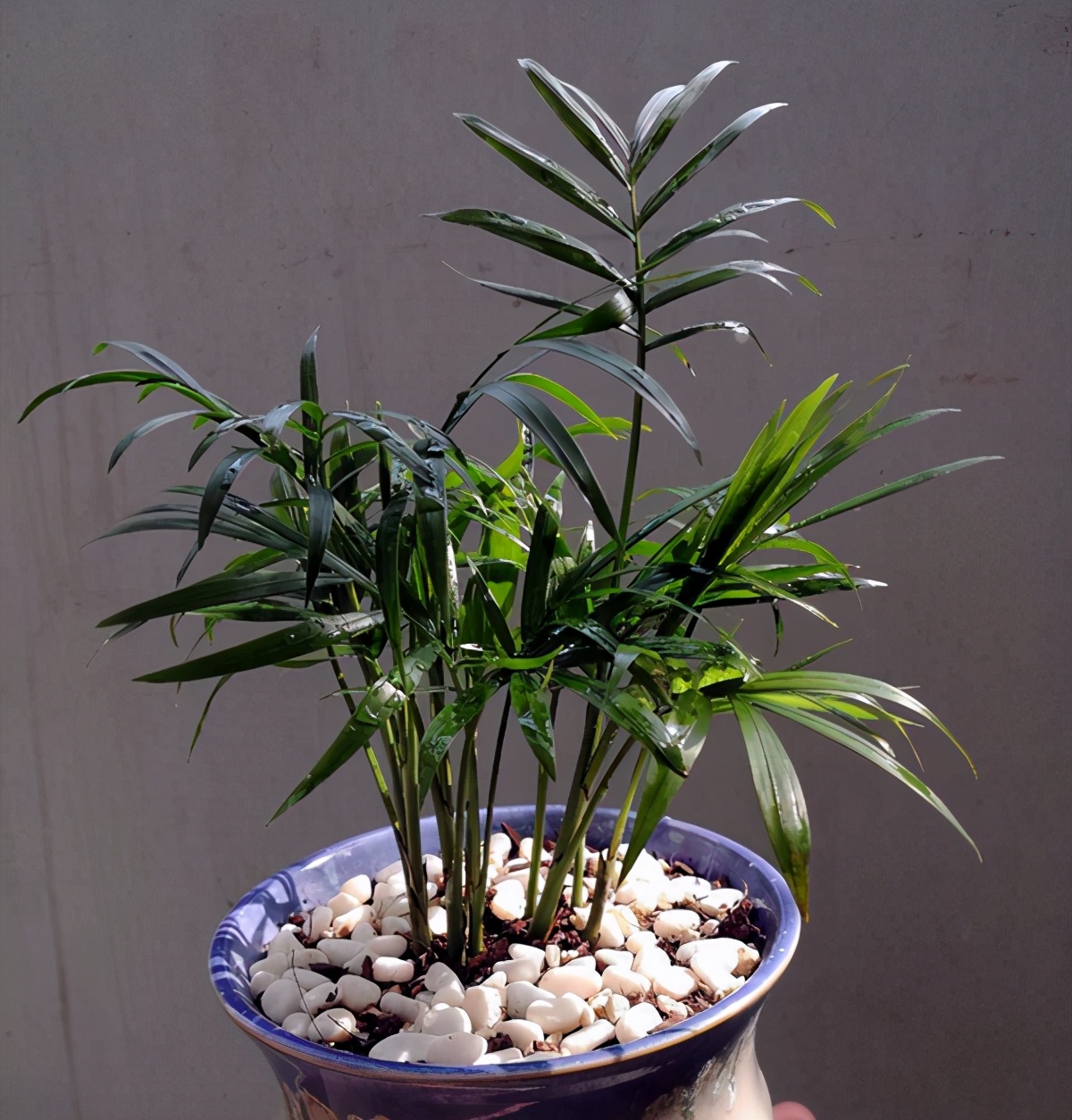 袖珍椰子客厅绿植怎么养,袖珍椰子在家里养有什么好处