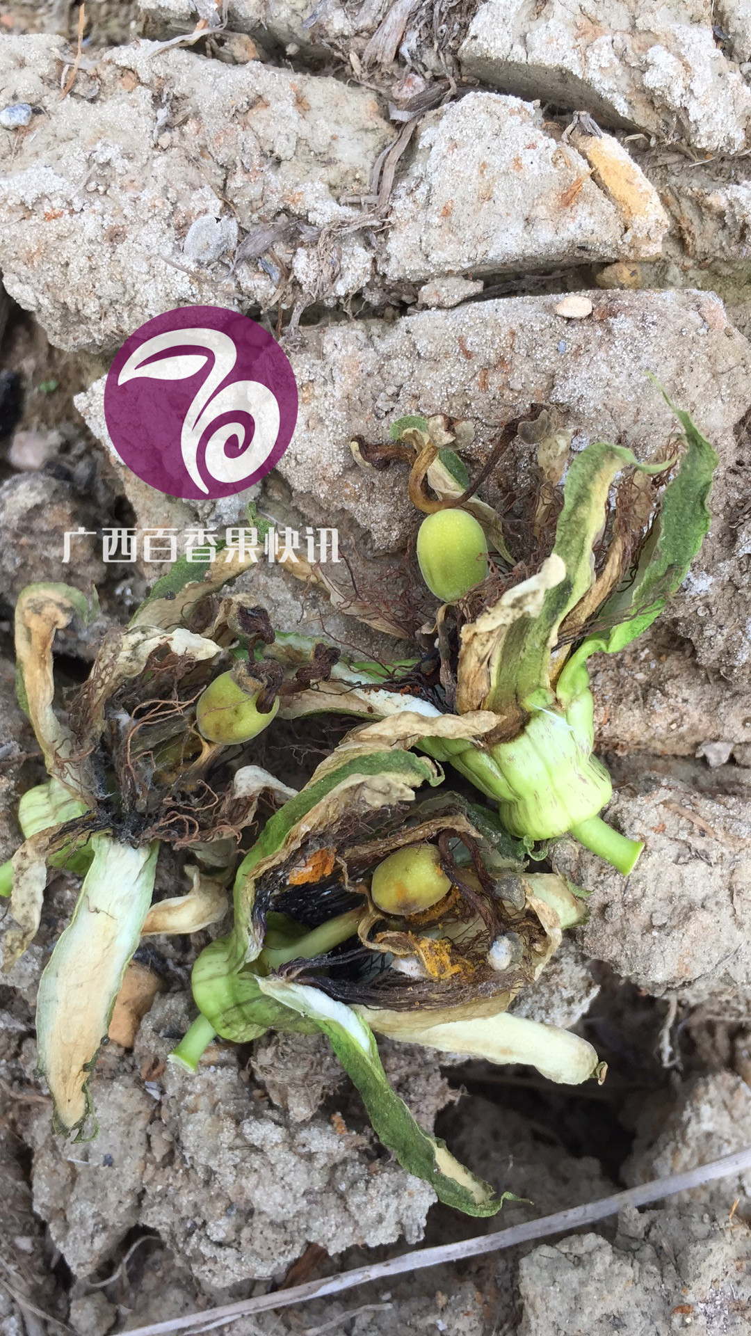 百香果灰霉病掉果怎么处理,黄金百香果灰霉病