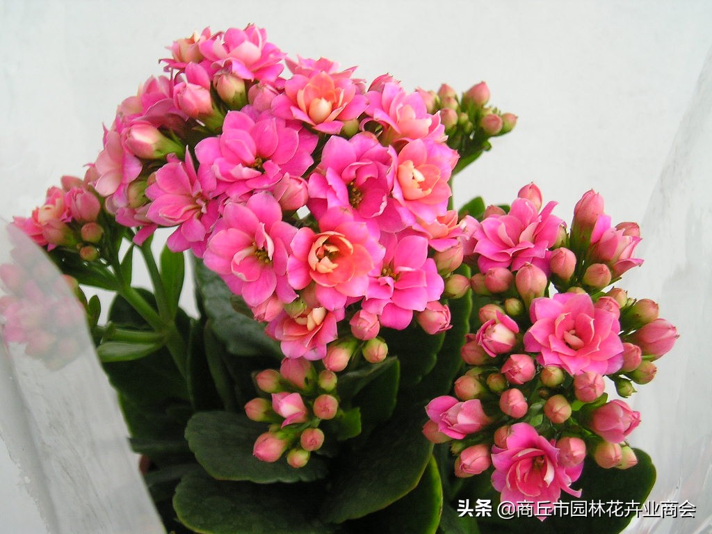 长寿花的病虫害以及防治方法,长寿花常见病虫害有哪些