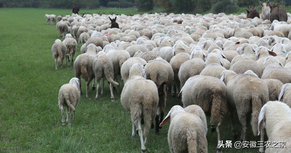 为什么养殖不赚钱还有很多人养,养殖到底能不能赚钱呢