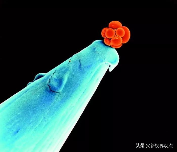 这组很少见的图片，看完知识储备量又增加了