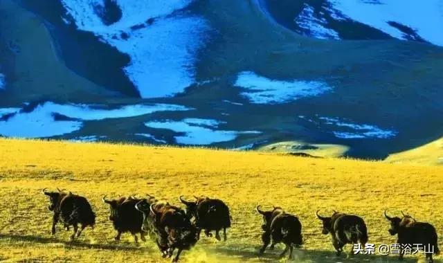 新疆若羌县祁曼塔格乡有多大,最大的县城若羌县