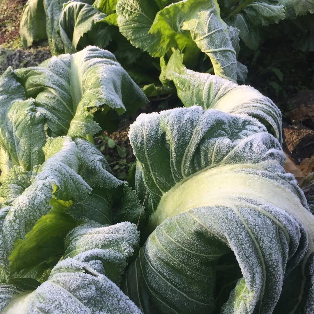 建一座完全不打药的生态花园，所有生命在这里和谐共处，值得收藏