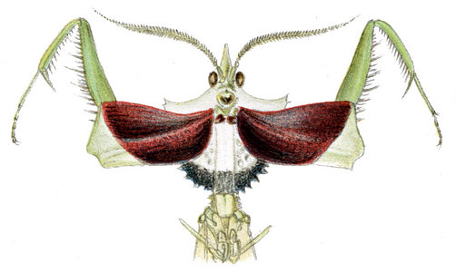 日本入侵物种螳螂,美国外来物种螳螂